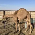 قعود شحم ونظافه عمره حوالي 8شهور الموقع الدوادمي