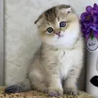 قطوه قطط قط كيتن كيتنز cat سكوتش فولد بيور قولد