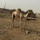 حاشي للبيع