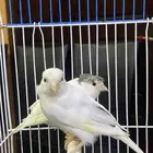 فروخ كناري بيض