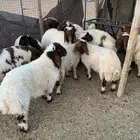شرق الرياض