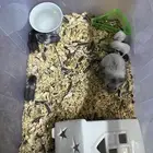 هامسترات روسي للبيع