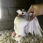 زغاليل شحم ولحم
