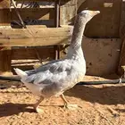 ذكر وز البيع
