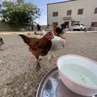 دجاج بلدي مسرول وعادي للبيع جمله وتفريد
