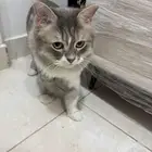 قطه طالبه تزاوج مستعجل