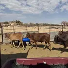 حسلان بلدي للبيع