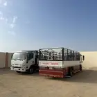 دينا مشاوير