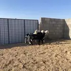 بهم نجدي( تم البيع )