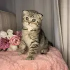 سكوتش فولد تايقر للبيع مطعم