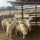 حريات مع الذبح وتوصيل209تقيم إيجابي ولله الحمد