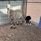 نعجه تحتها رخل شقا