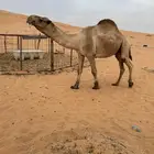 للبيع قعود اشعل على غرنوق منتج