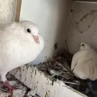 للبيع حمام صنعاني