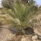 نخل برنيه