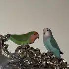 طيور روز للبيع