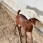 جفره