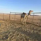 للبيع ركبي حر عسيف