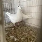 للبيع حمام فريشش