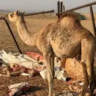 يكره ارك عمرها 6شهور