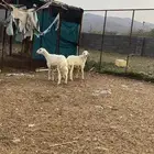 طليان للبيع