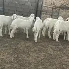 بادية العقيق