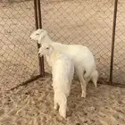 خروفين