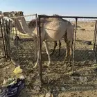 للبيع حشو