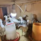 للبيع صوص بلدي العمر شهر