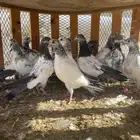 للبيع حمام باكستاني