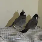 بلبل حساوي
