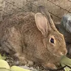 ارنب انثى مع ولدها
