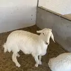 طلي حري ذبيحه او ضيفه