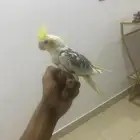 للبيع كروان بداية كلام شرط صحه ونضافه