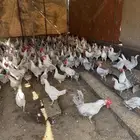 دجاج فيومي ألمنيوم للبيع