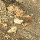 دجاجه مفرخه للبيع