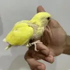 فرخ روز غر