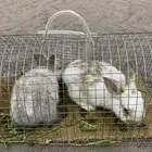 ارانب للبيع