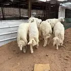 طليان وتيوس واجفار ذبائح