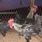 دجاح