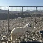 للبيع طلي ساكني جذع كايف