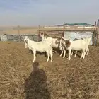 معزا 3 مضاريع وحده حايل 3 رباعيات وحده توها مسدس