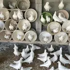 حمام فرنسي لاحم منتج