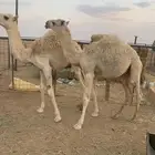 حشو قعدان