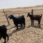 4 معزا للبيع