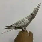 للبيع فرخ كروان اليف جدا و مفطوم و هدد داخلي