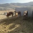 بقر وحسلان للبيع