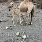للبيع خلفاء طيبه