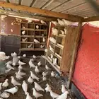شعيب الأوسط