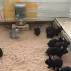 للبيع ارانب بلدي